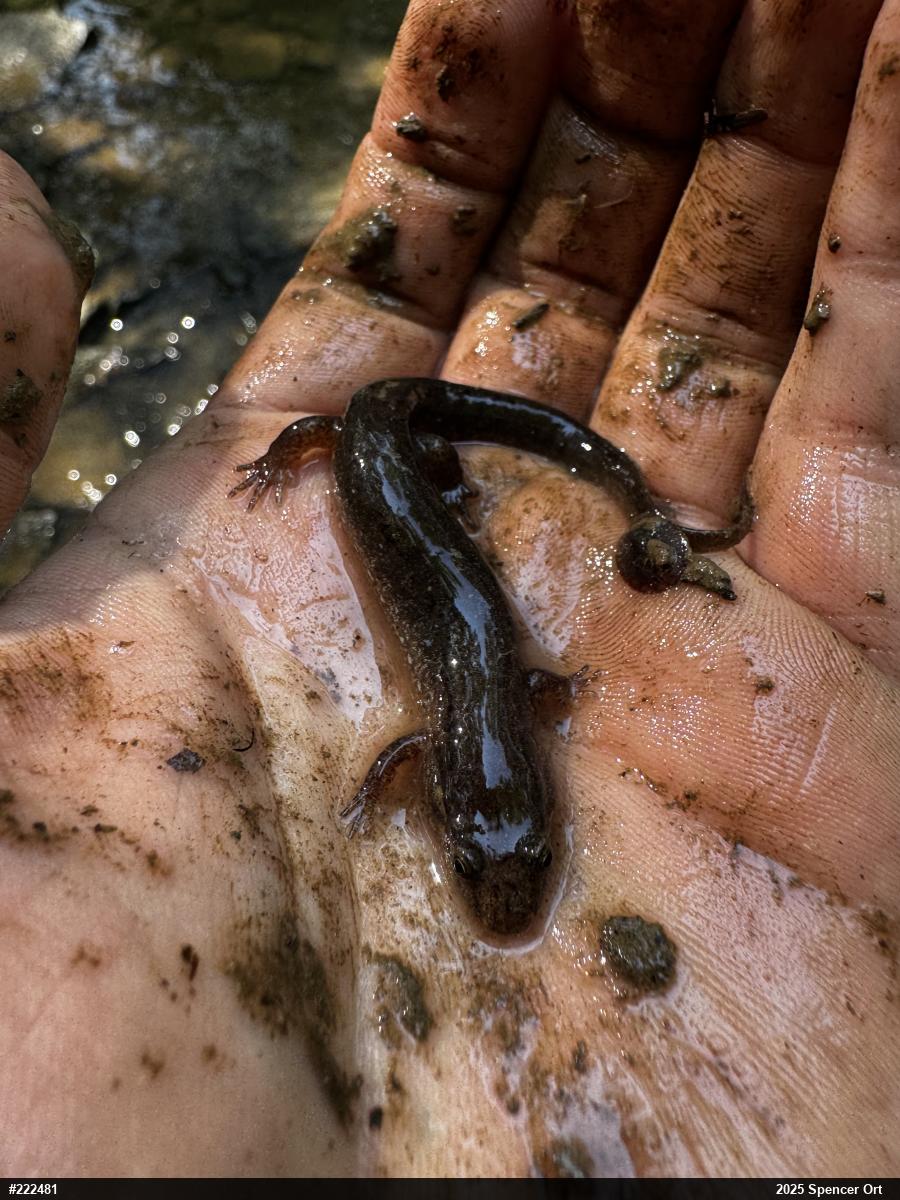 Northern Dusky Salamander