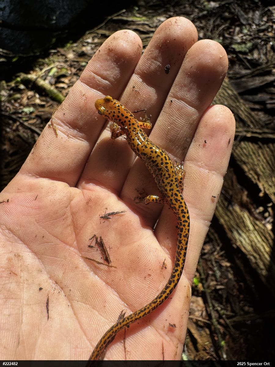 Eastern Long-tailed Salamander
