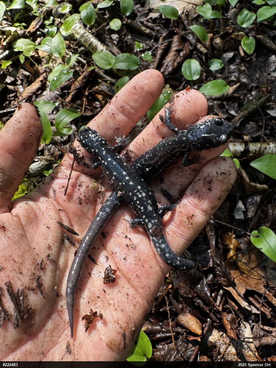 Northern Slimy Salamander