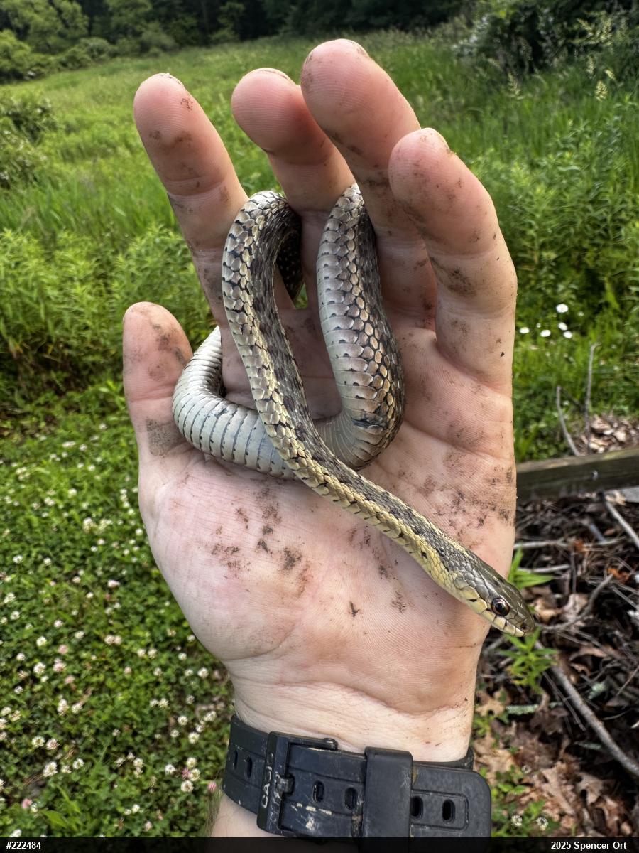 Eastern Gartersnake