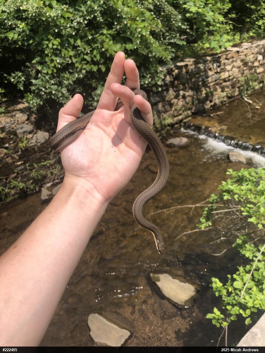 Queensnake