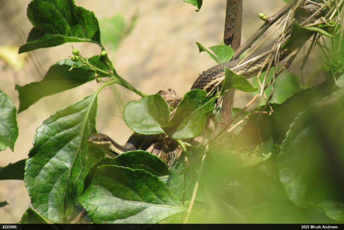 Queensnake