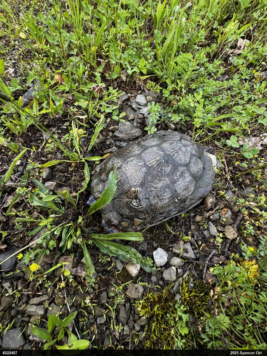 Wood Turtle