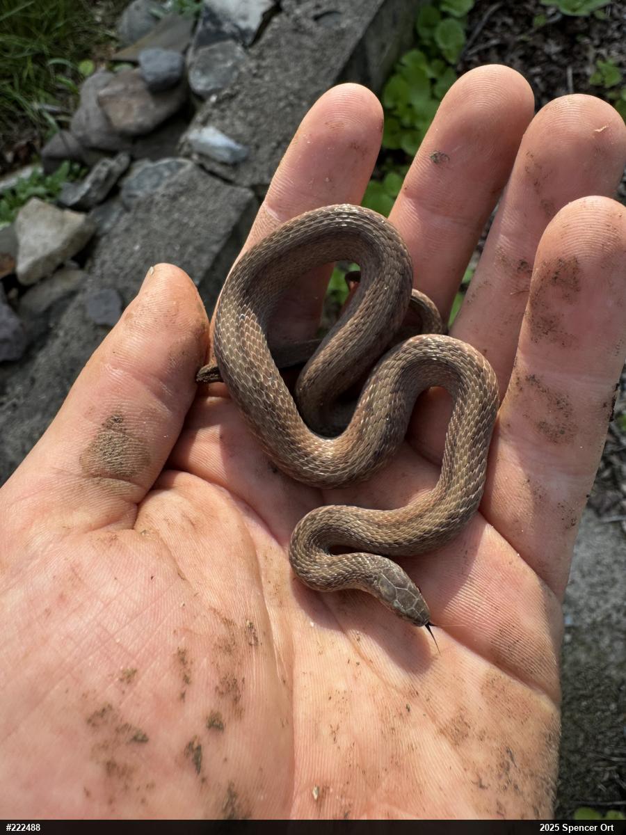 Dekay's Brownsnake