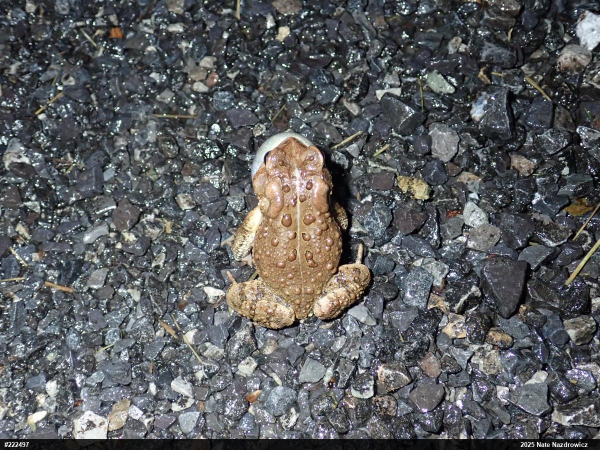 Eastern American Toad