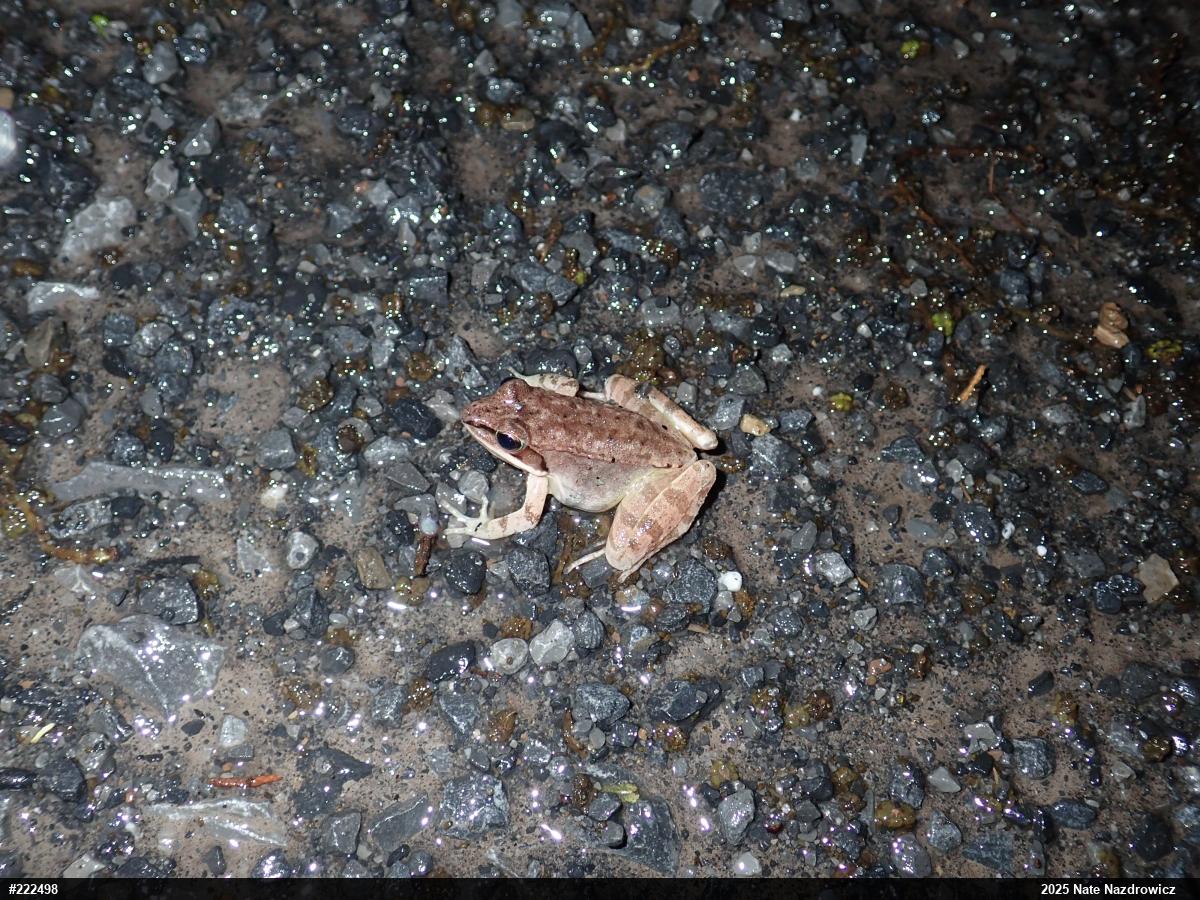 Wood Frog