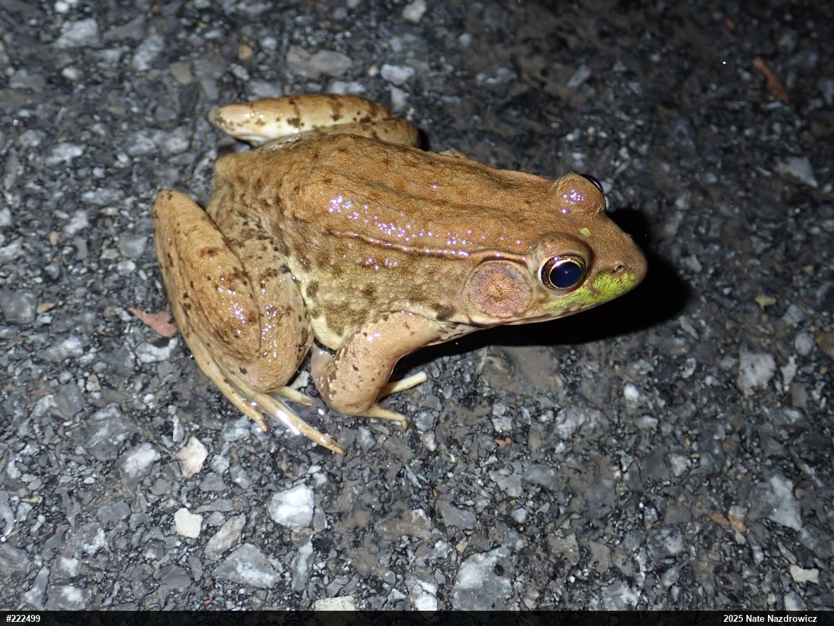 Green Frog