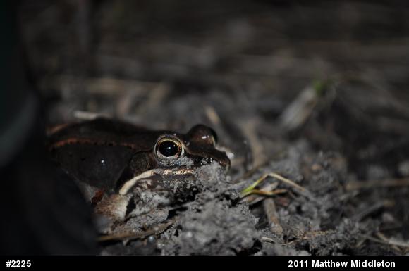 Wood Frog