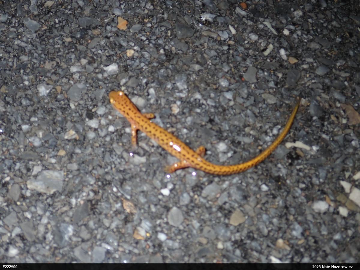 Eastern Long-tailed Salamander
