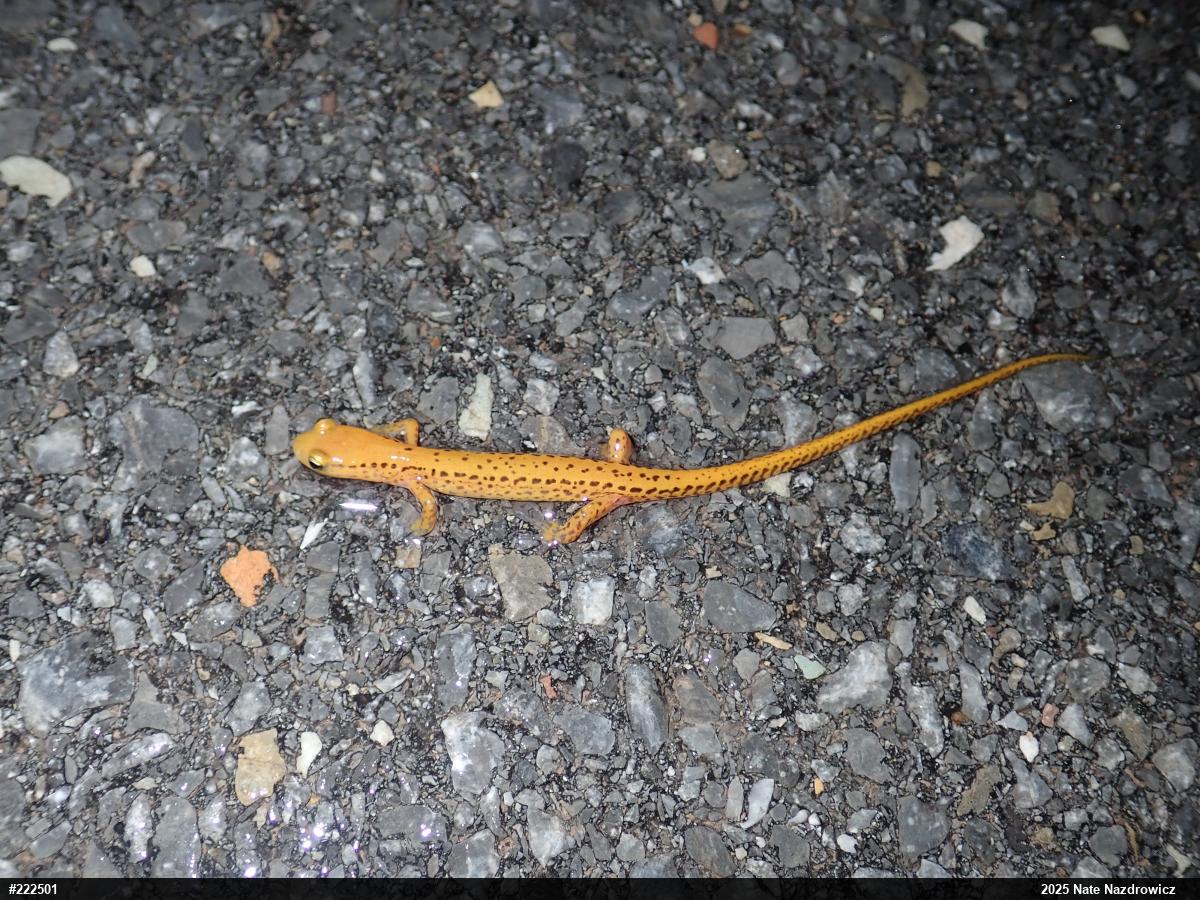 Eastern Long-tailed Salamander