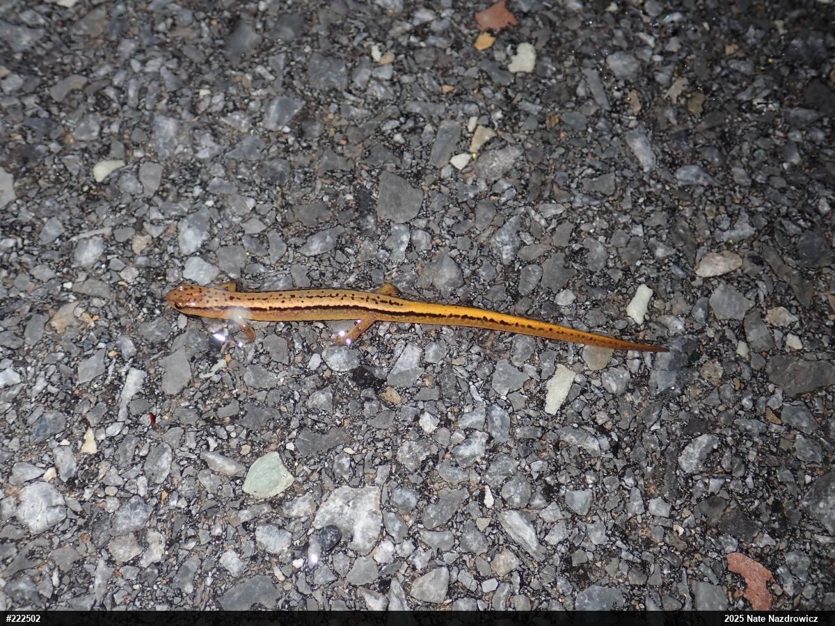 Northern Two-lined Salamander