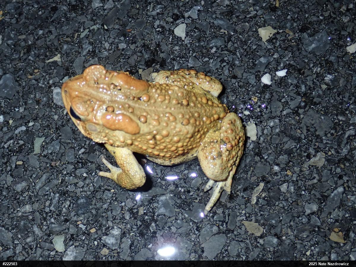 Eastern American Toad