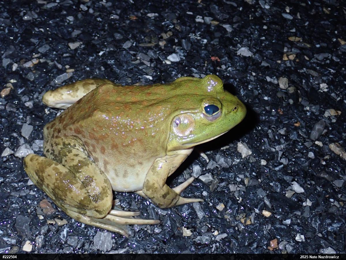 American Bullfrog