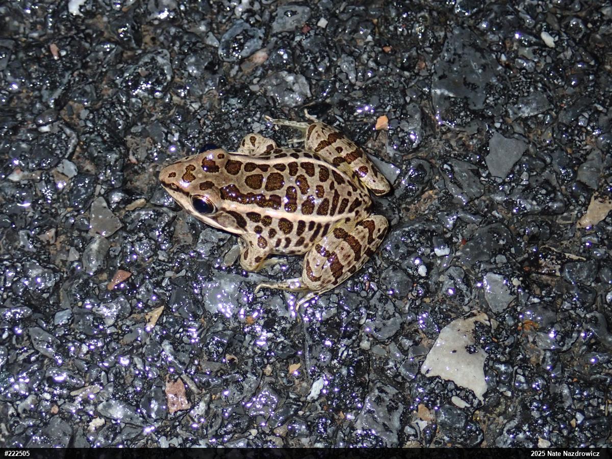Pickerel Frog