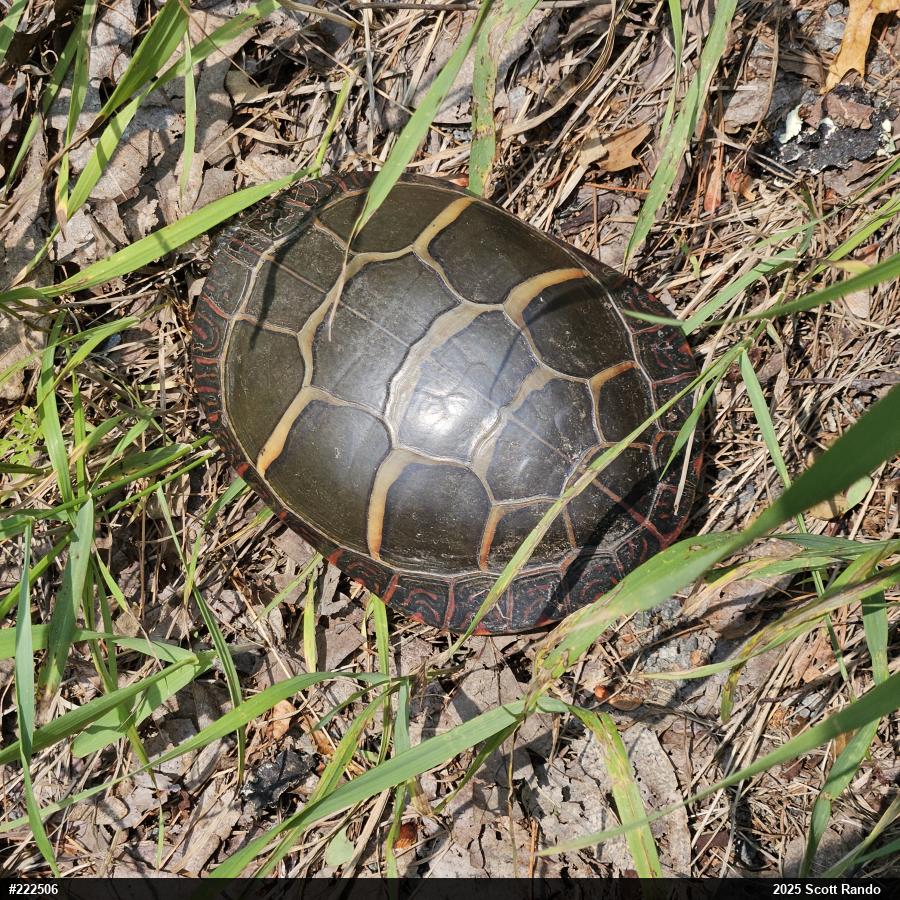 Painted Turtle