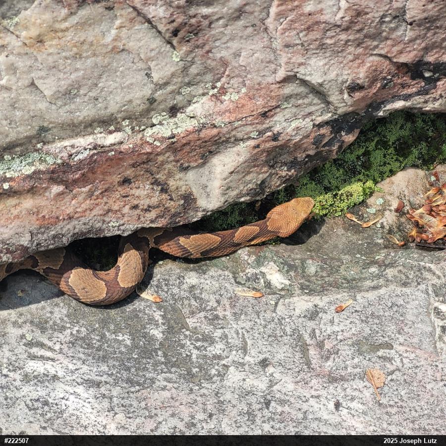 Northern Copperhead