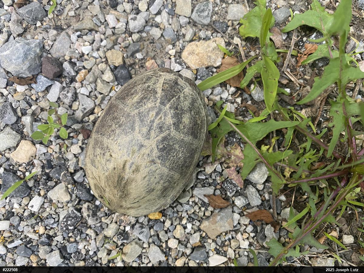 Eastern Musk Turtle