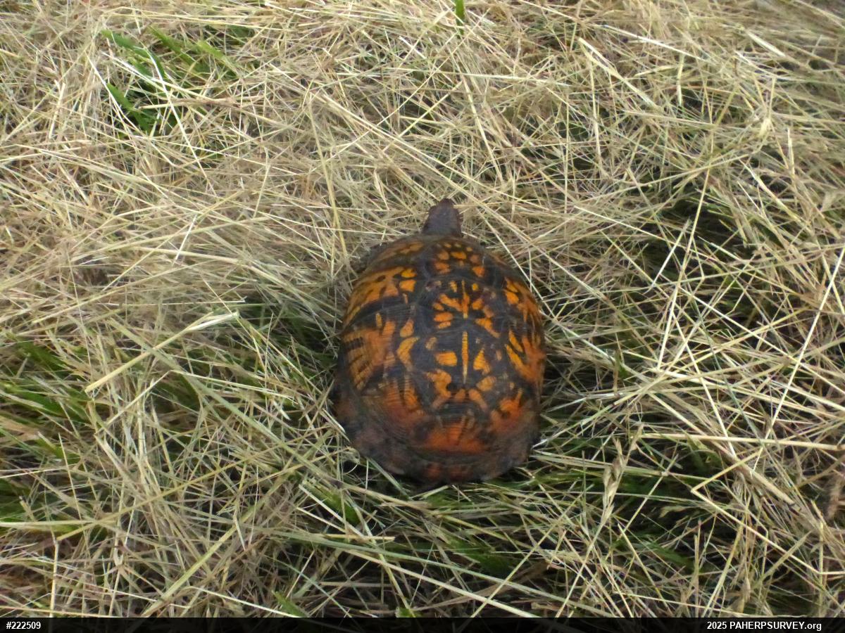 Eastern Box Turtle