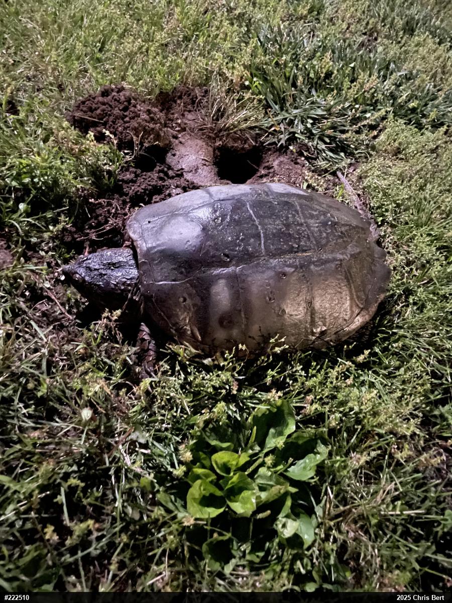 Snapping Turtle