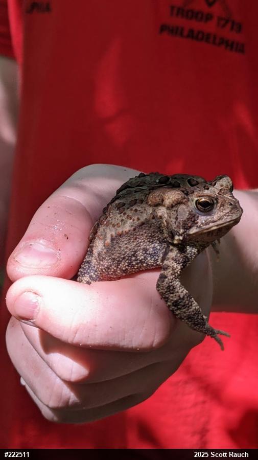Eastern American Toad