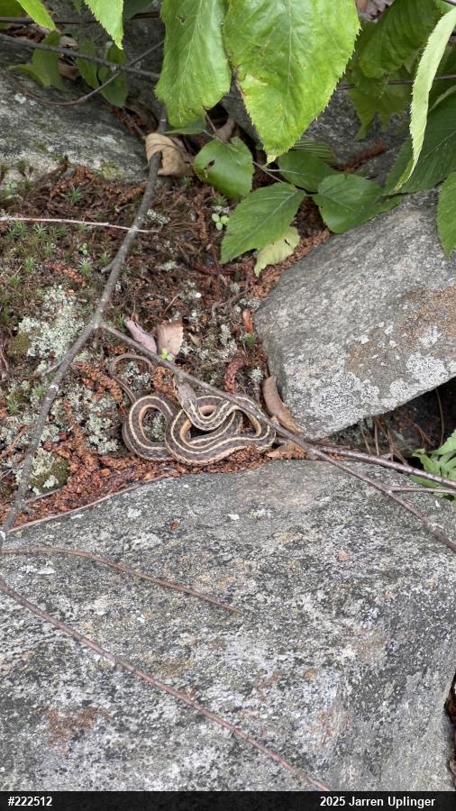 Eastern Gartersnake