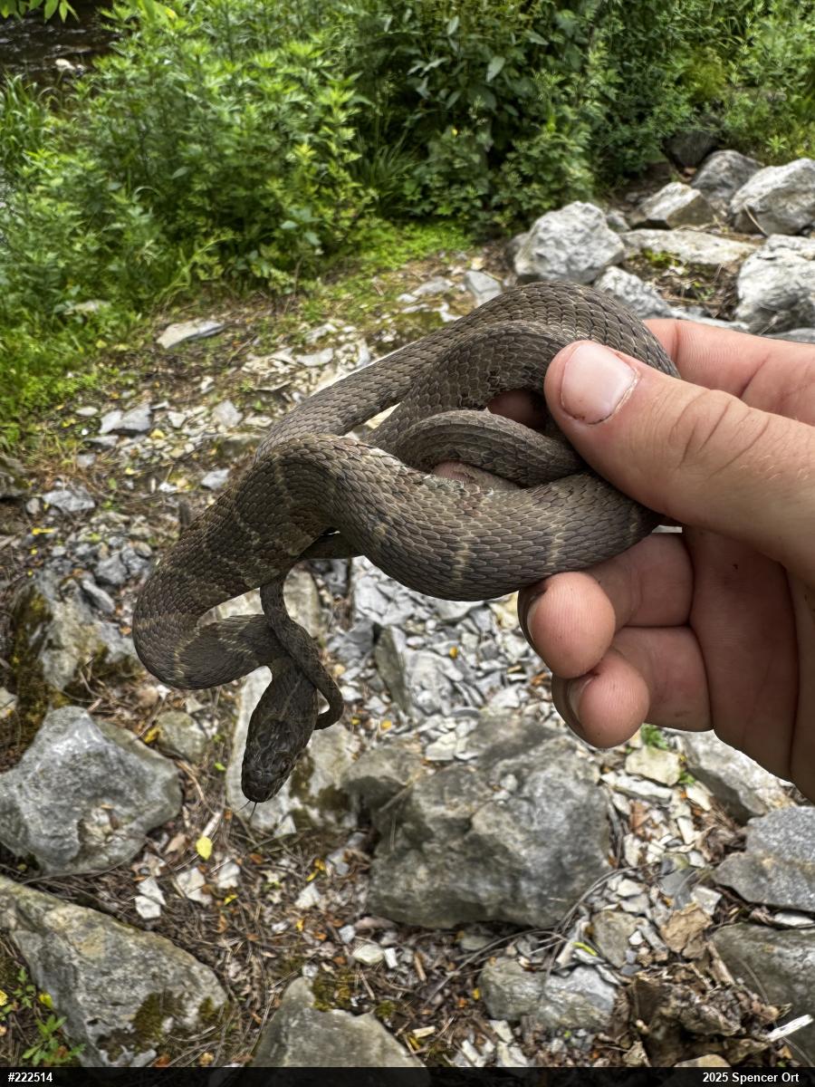 Northern Watersnake