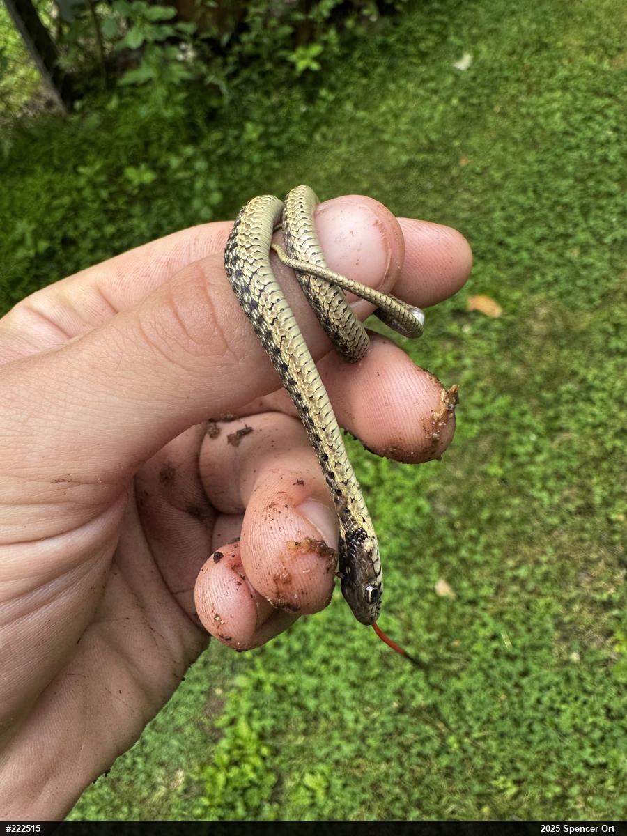 Eastern Gartersnake