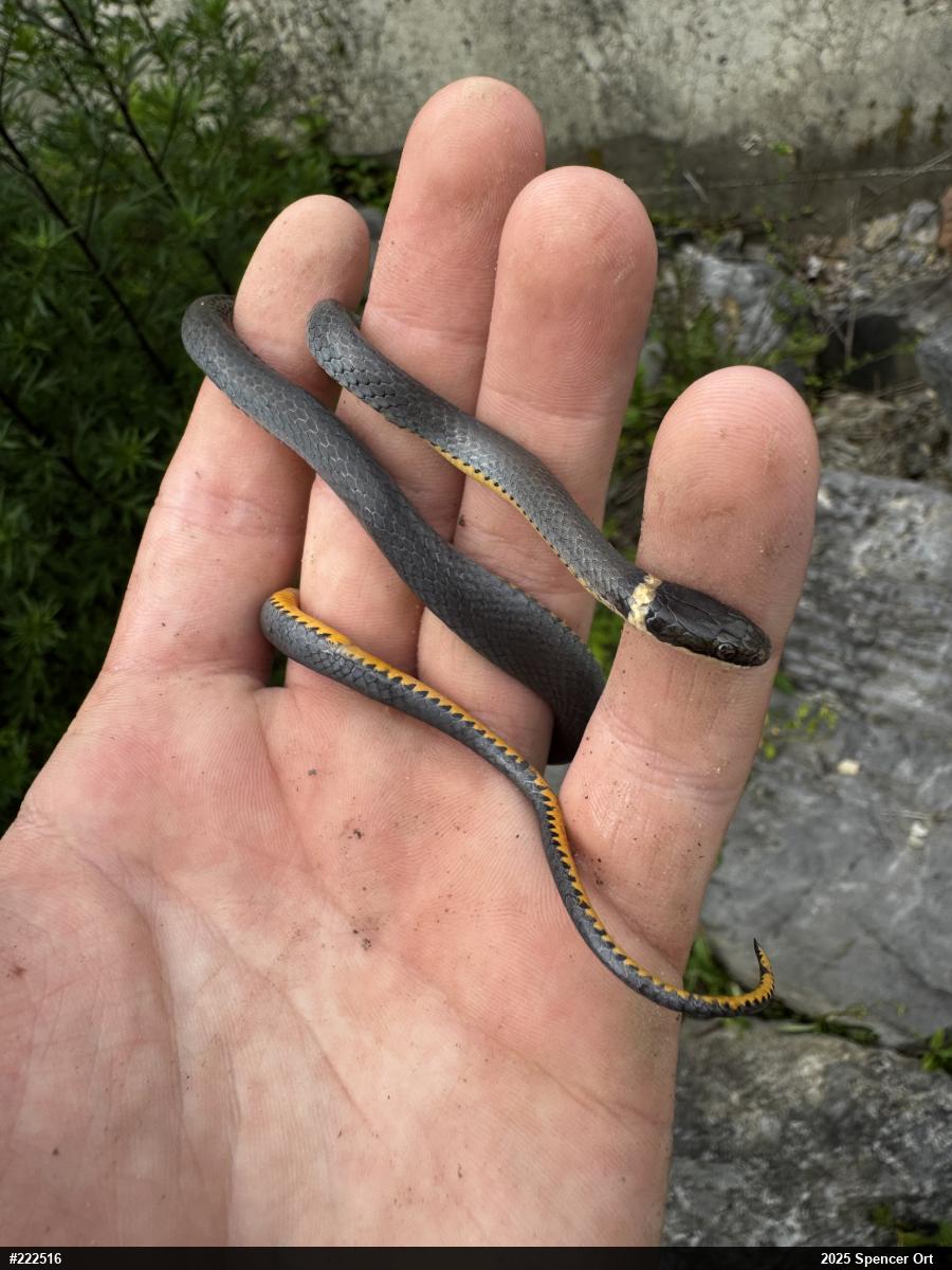 Northern Ring-necked Snake
