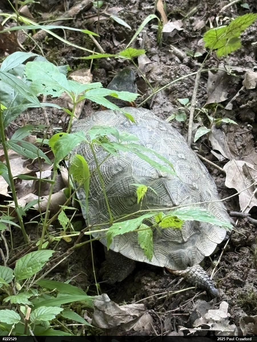 Wood Turtle