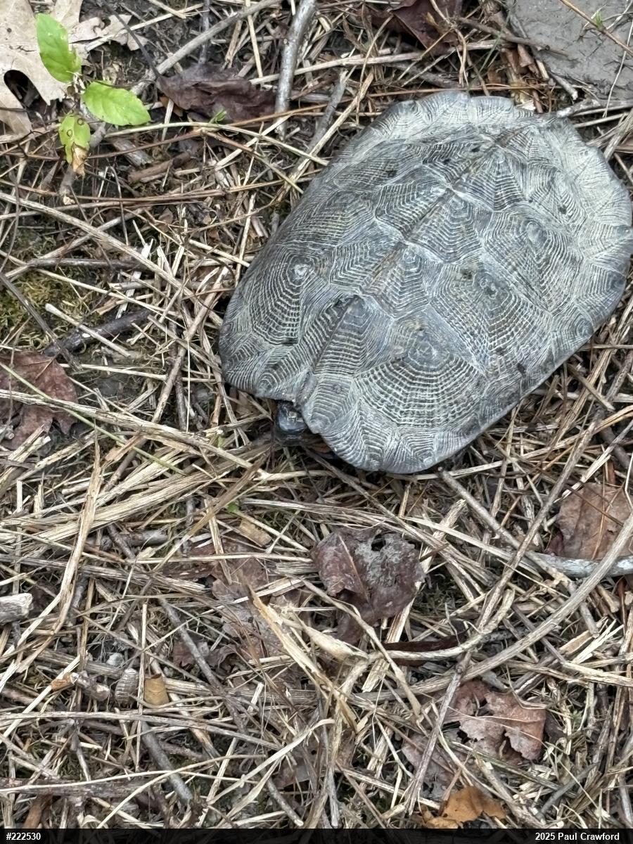 Wood Turtle