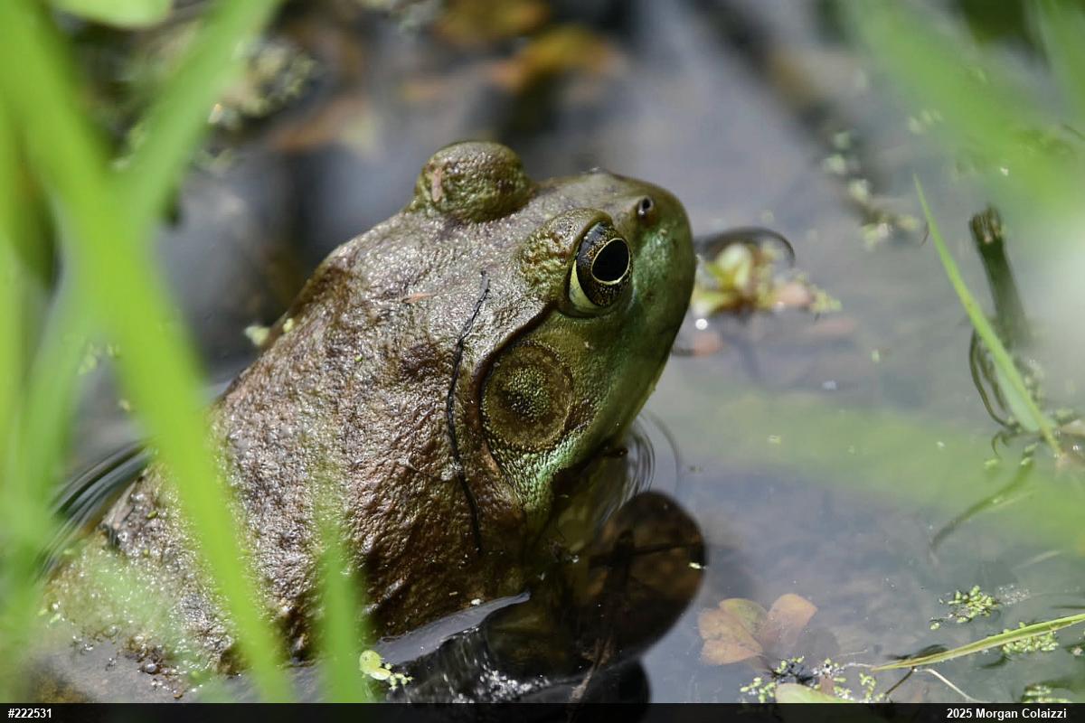American Bullfrog