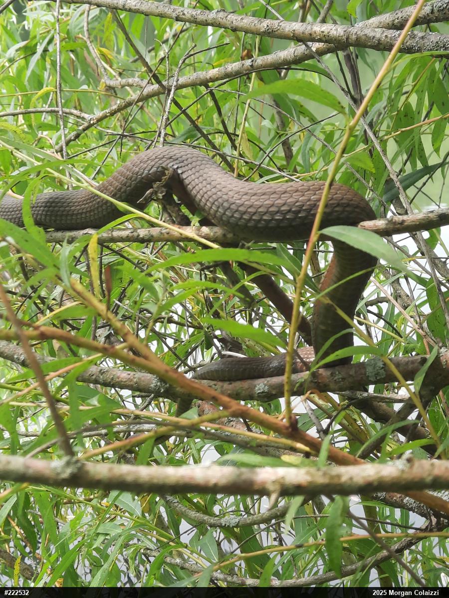 Queensnake