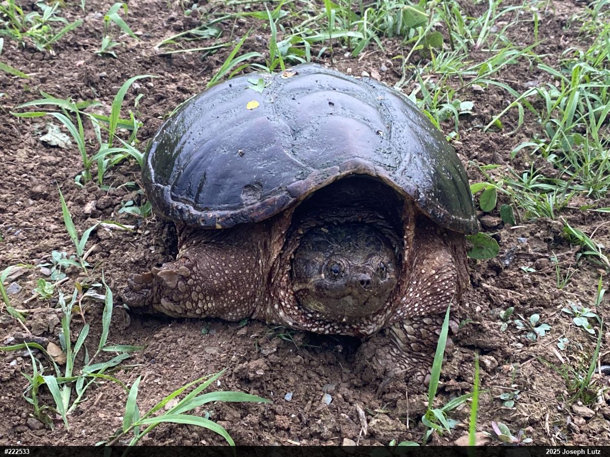 Snapping Turtle