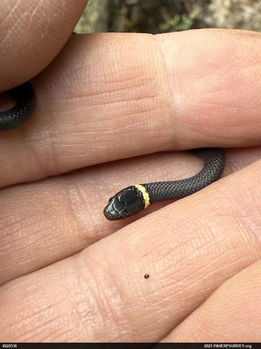 Northern Ring-necked Snake