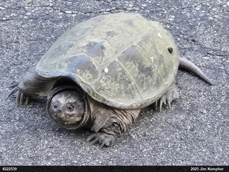 Snapping Turtle