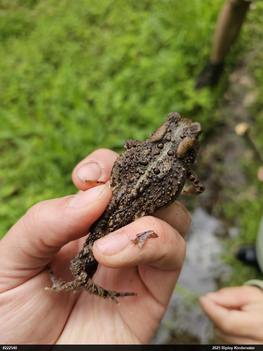 Eastern American Toad