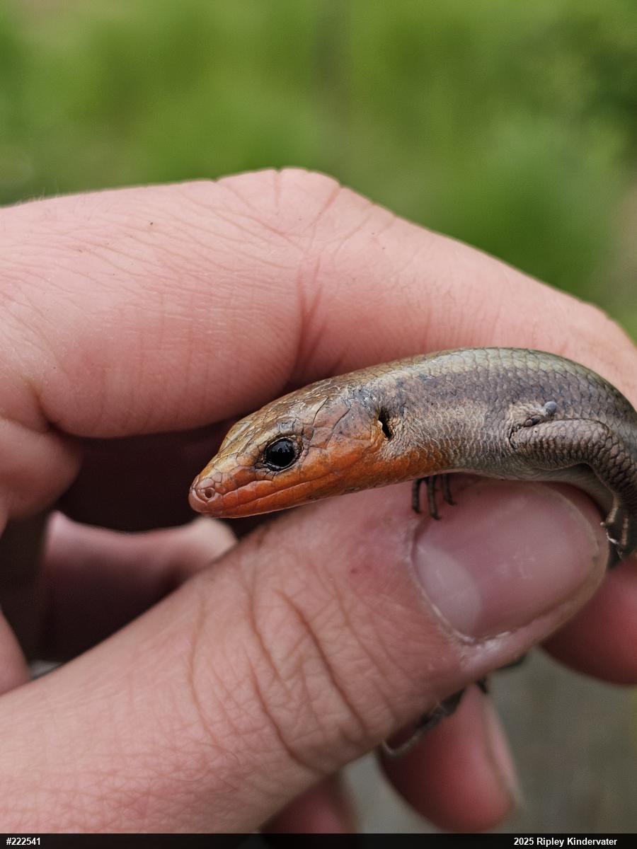 Common Five-lined Skink