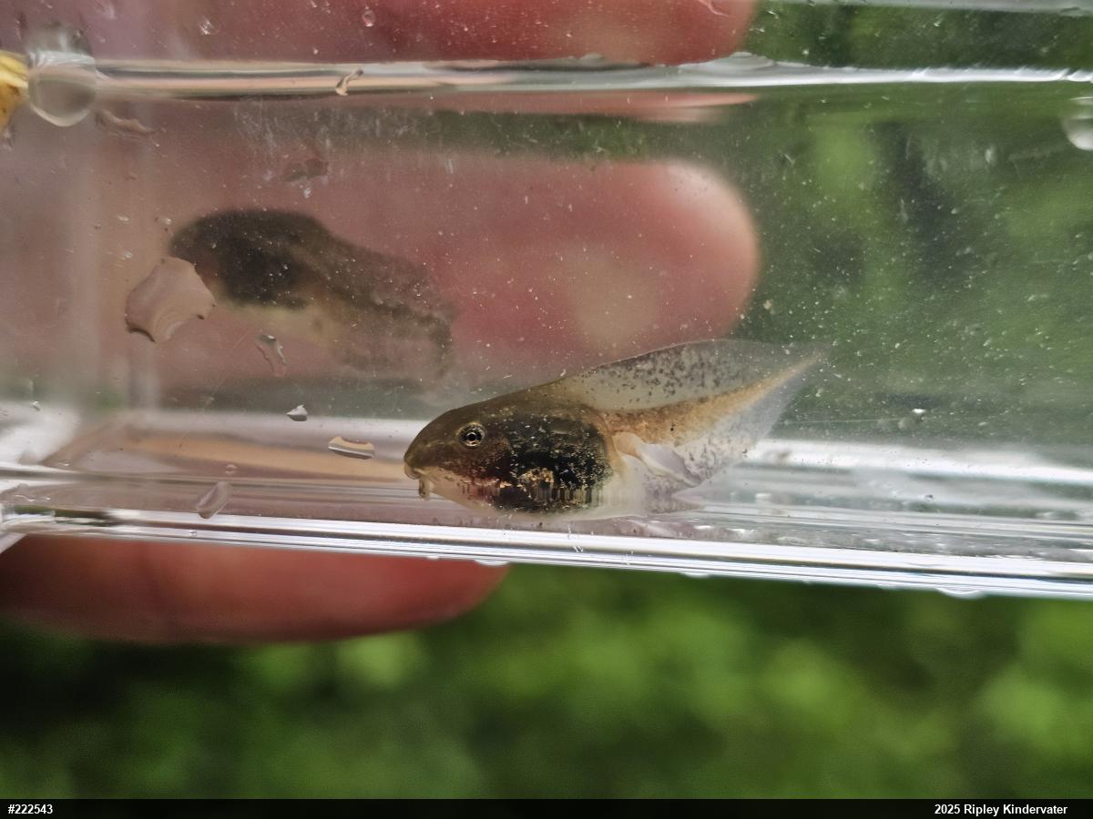 Wood Frog