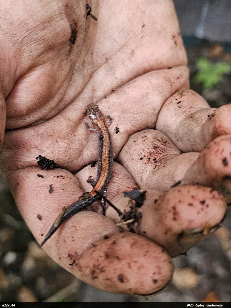 Eastern Red-backed  Salamander
