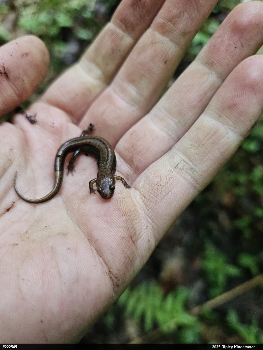 Allegheny Mountain Dusky Salamander