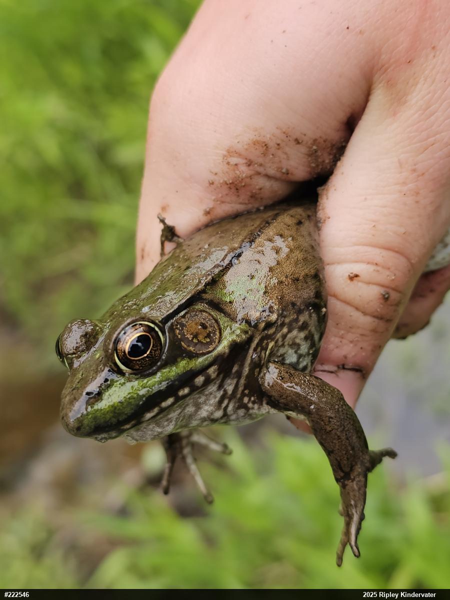 Green Frog