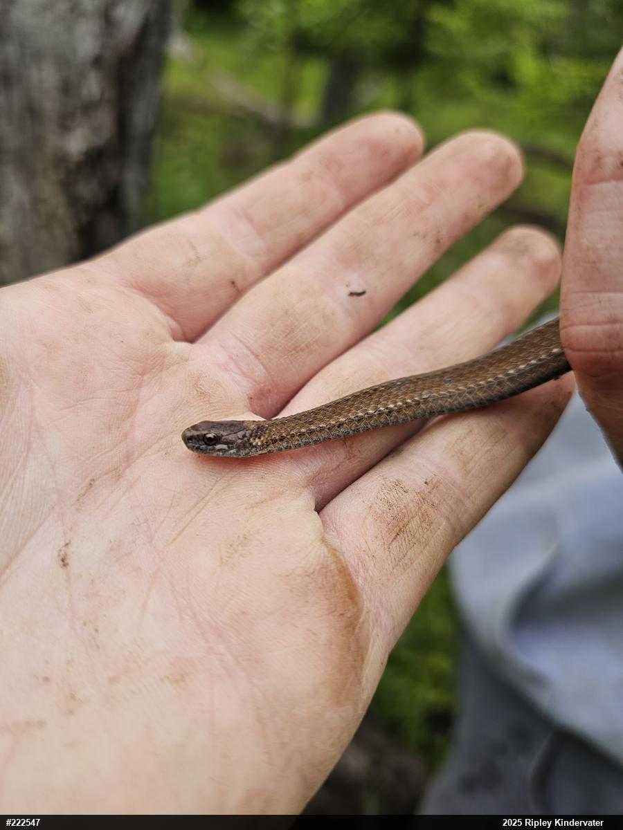 Red-bellied Snake