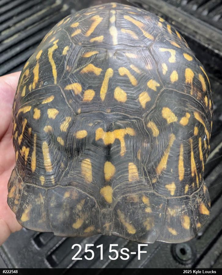 Eastern Box Turtle