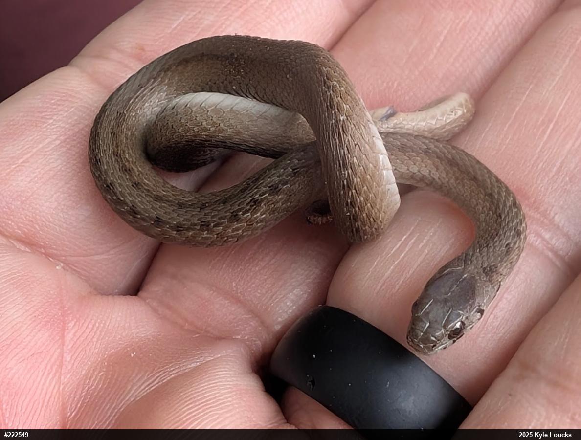 Dekay's Brownsnake