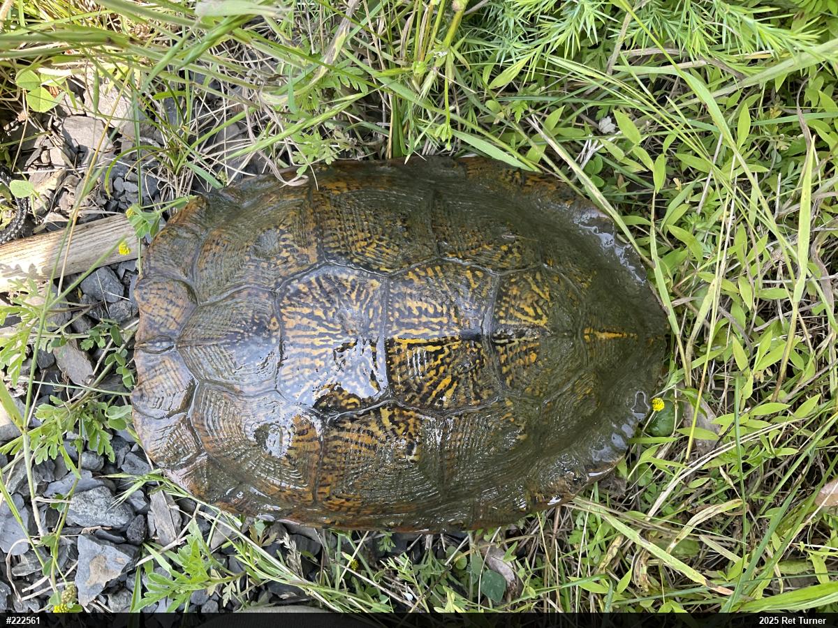 Wood Turtle