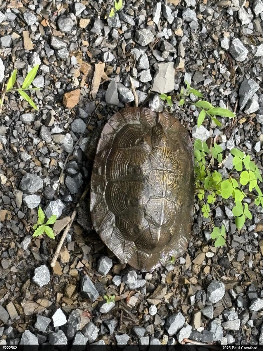 Wood Turtle