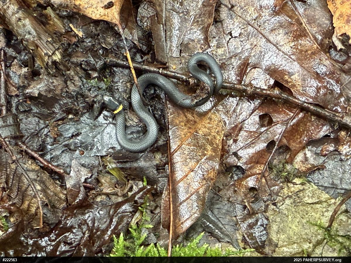 Northern Ring-necked Snake