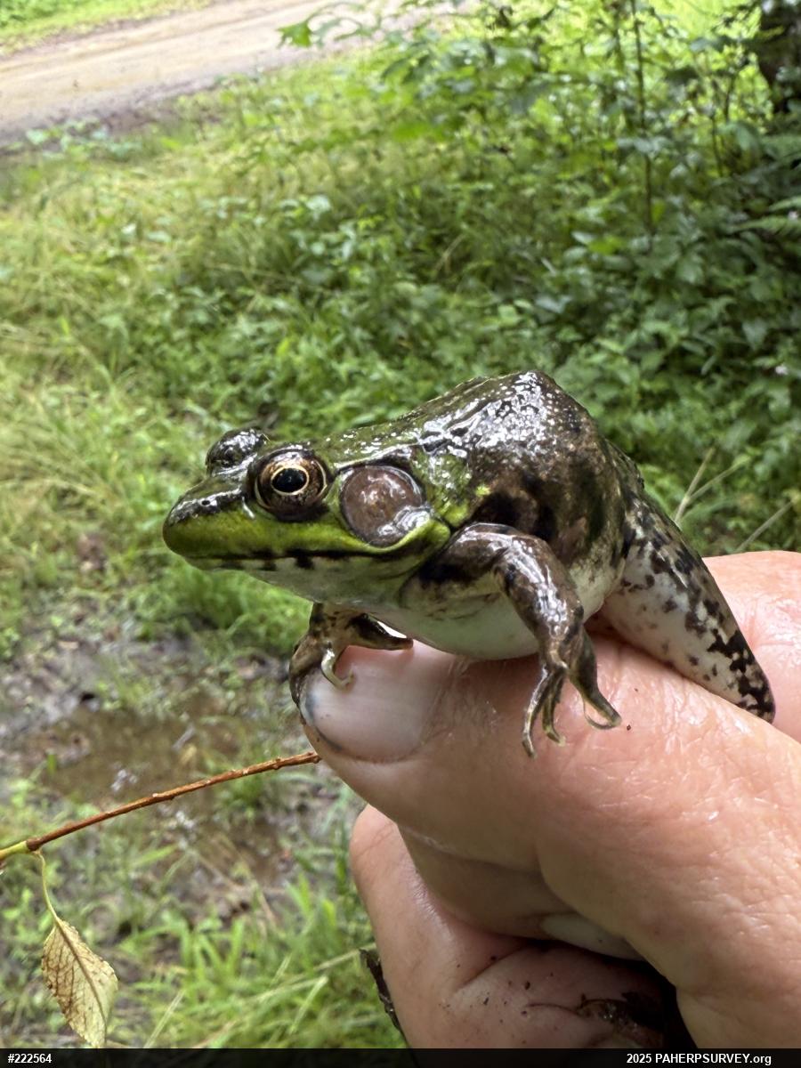 Green Frog
