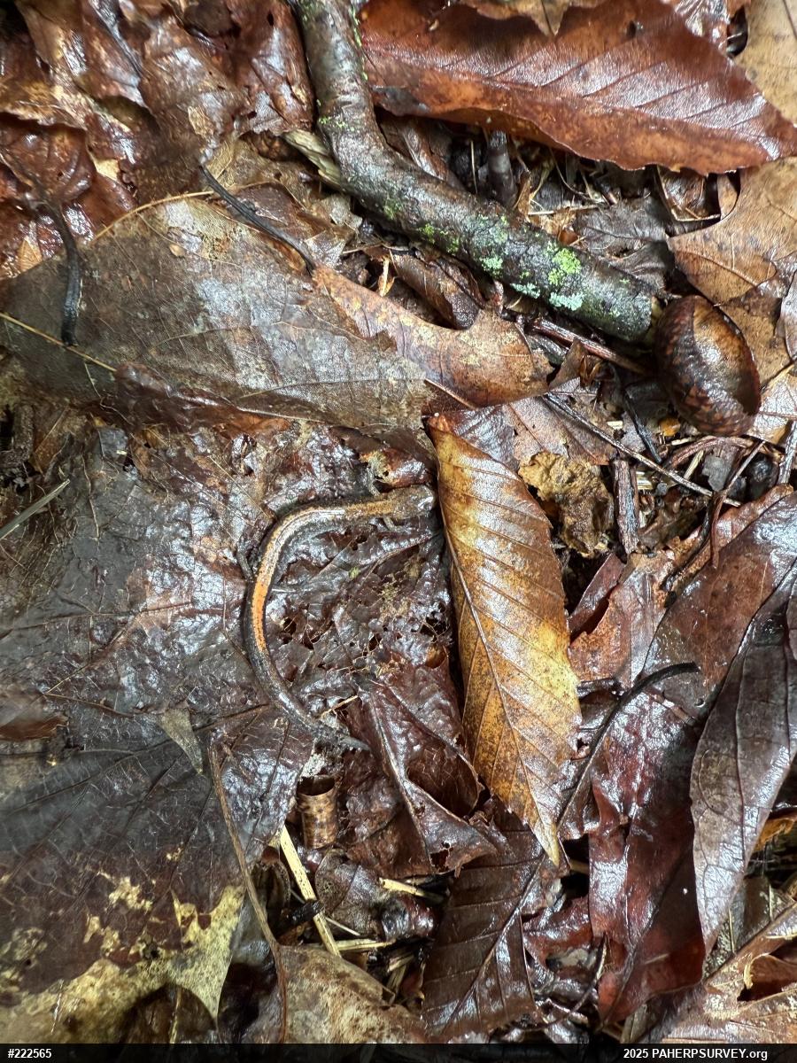 Eastern Red-backed  Salamander