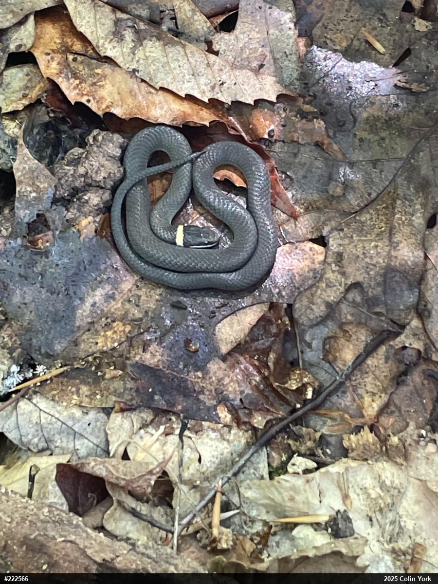 Northern Ring-necked Snake